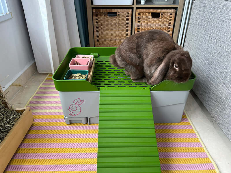 Rabbit on Litter Box Sustainable